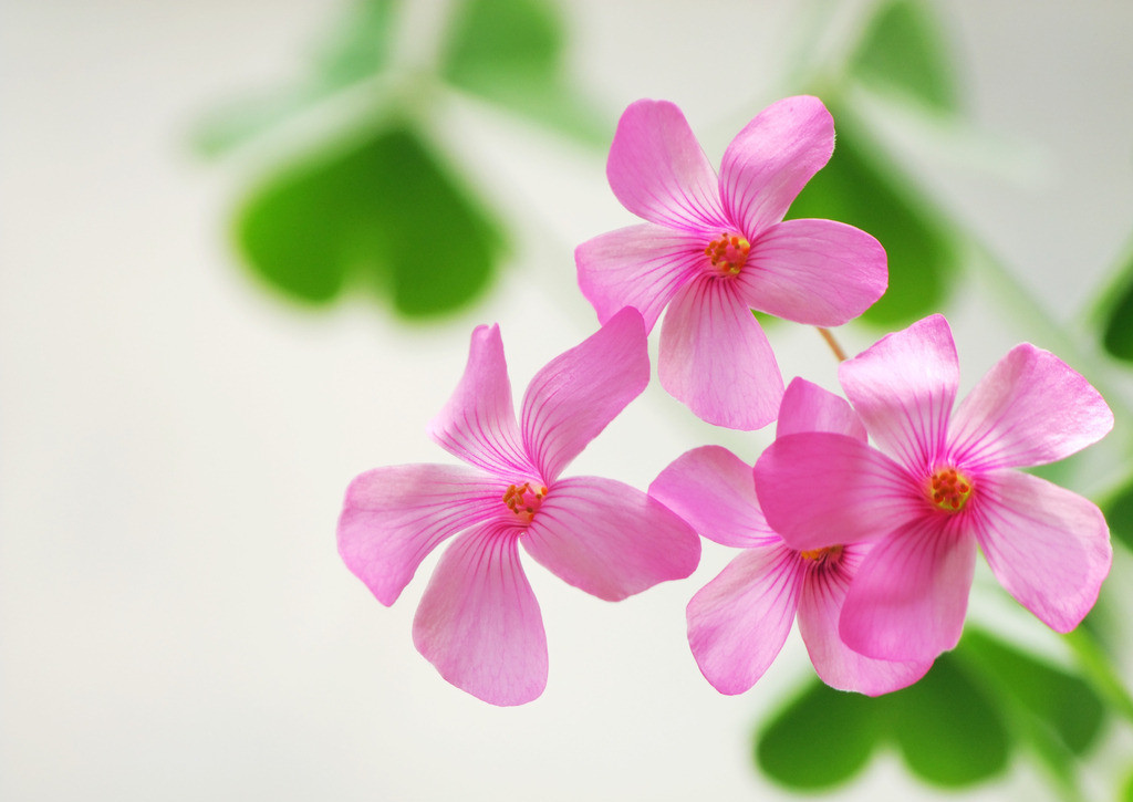 530215_152421366104_2