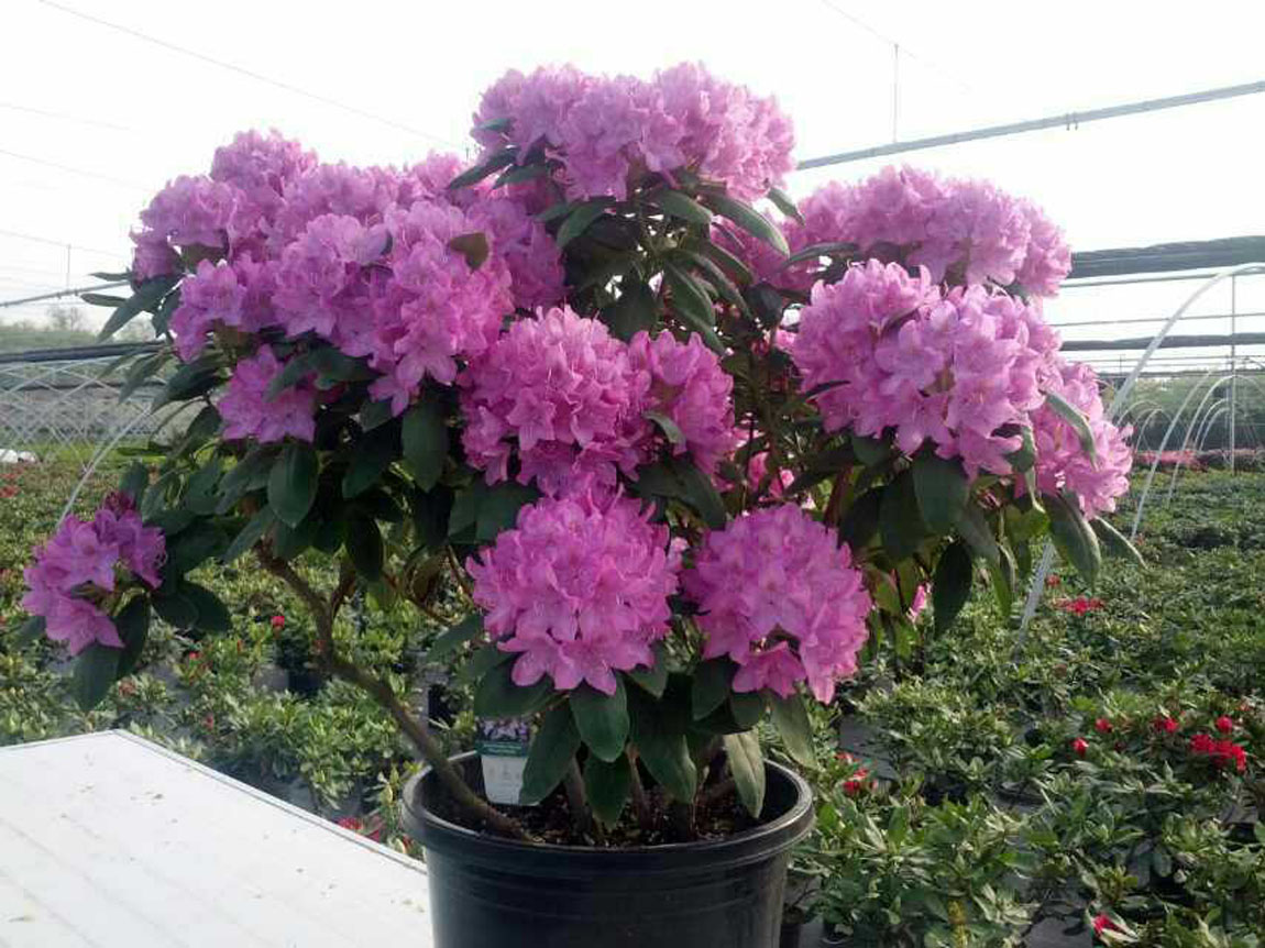 高山杜鹃盆花